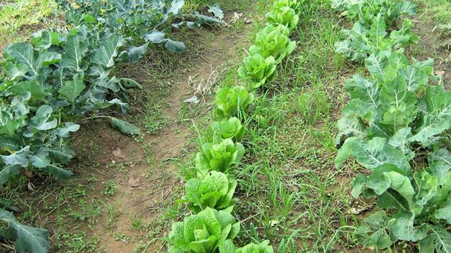 Ελληνική Λύση: «Σε απόγνωση οι παραγωγοί κηπευτικών προϊόντων»