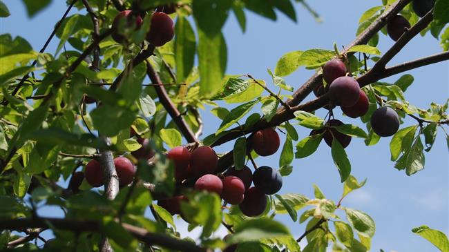 Το ζήτημα της αποζημίωσης πληγέντων παραγωγών οπορωφόρων δέντρων από θεομηνία 