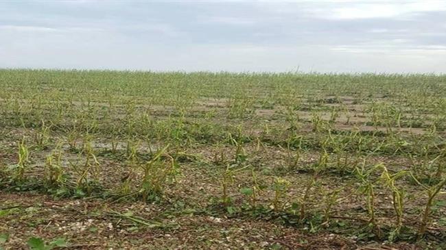 Φ. Μπακαδήμα: Ζημιές από χαλαζόπτωση στην Καστοριά