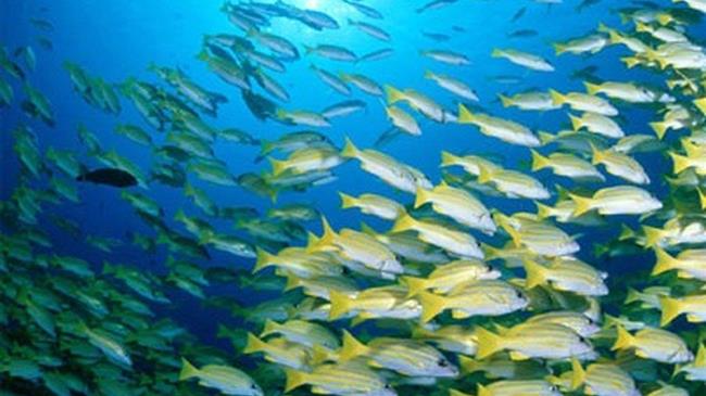 Ντοκιμαντέρ για την υπεραλίευση στη Μεσόγειο