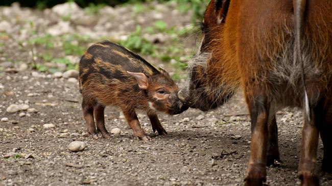 Να αποζημιώνονται οι ζημιές από αγριογούρουνα ζητούν οι αγρότες