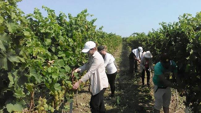 Οργάνωση Αμπελουργών Κρήτης: Συνάντηση για τα θέματα των αγροτών