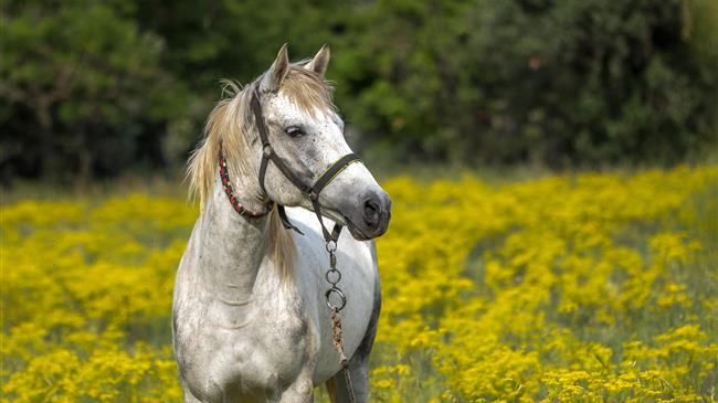 Δημιουργία συστήματος για την ταυτοποίηση και την ιχνηλάτηση των δεσποζόμενων ιπποειδών