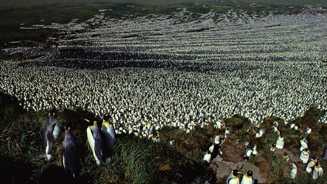 Μειώνεται δραματικά ο πληθυσμός των βασιλικών πιγκουίνων