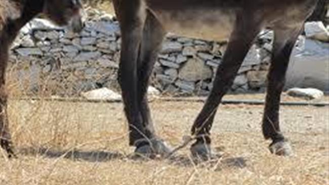 Αγροτικός Μελισσοκομικός Συνεταιρισμός Κιμώλου: για το παστούρωμα