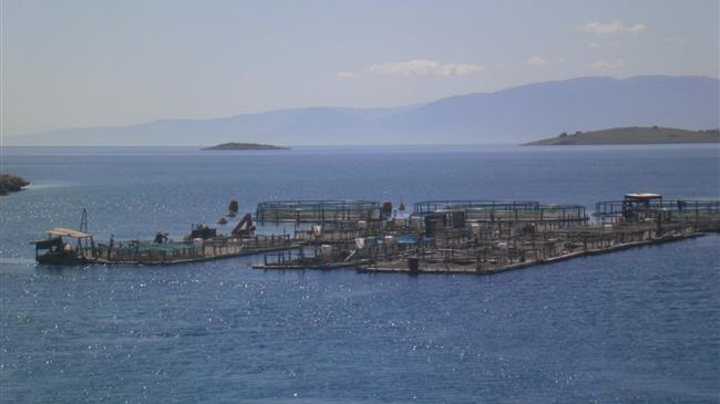 Χορήγηση de minimis στον τομέα των Υδατοκαλλιεργειών