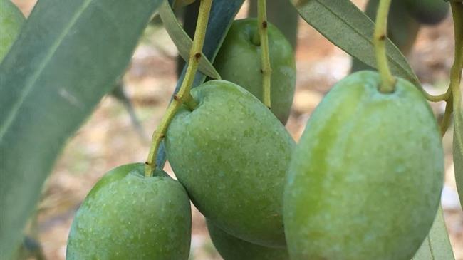ΟΠΕΚΕΠΕ: Πληρώνει το 70άρι για τις ελιές