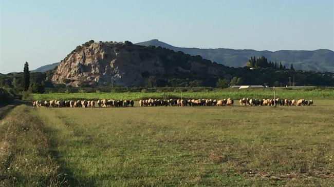 Κόκκαλης σε Τσιάρα: Συναγερμός στην κτηνοτροφία: 837 εστίες ευλογιάς, 225.000 ζώα θανατωμένα