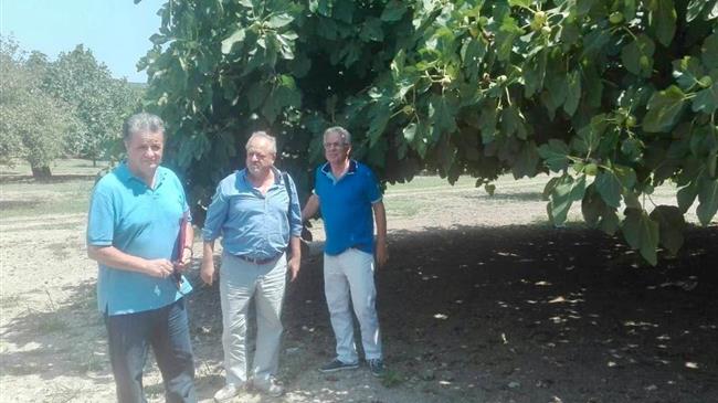 Αρχίζουν άμεσα οι εκτιμήσεις ζημιών από τις πρόσφατες βροχοπτώσεις στις καλλιέργειες σύκων της Εύβοιας