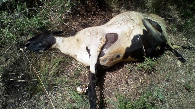 Νέα επίθεση από λύκους σε ποιμνιοστάσιο