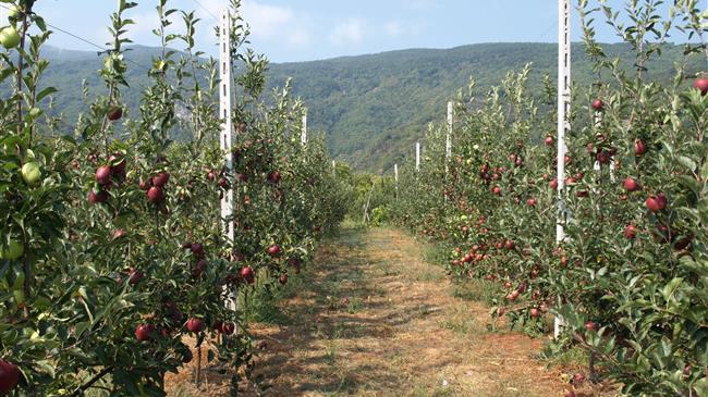 Κόκκαλης σε Αυγενάκη: Αδικείτε κατάφορα τους μηλοκαλλιεργητές και τους καστανοκαλλιεργητές της Αγιάς