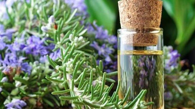 10 φυτά που διώχνουν τα κουνούπια