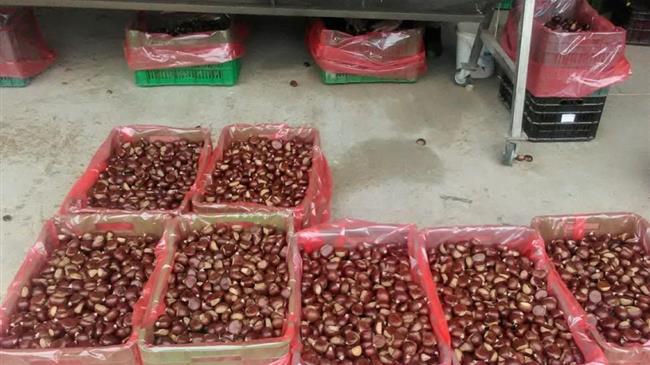 Η φαιά σήψη «γονάτισε» τους καστανοπαραγωγούς στην Πέλλα