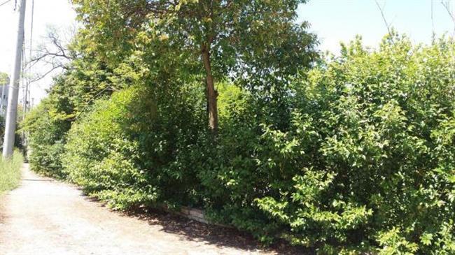 Ξεκίνησε ο καθαρισμός της αυτοφυούς βλάστησης