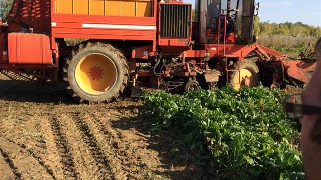 Απογοητευτική η φετινή καμπάνια των τεύτλων 