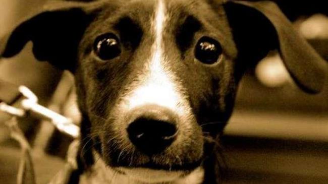 Καταδικάστηκαν η δήμαρχος και ο αντιδήμαρχος Κάσου για το αδίκημα της κακοποίησης ζώων