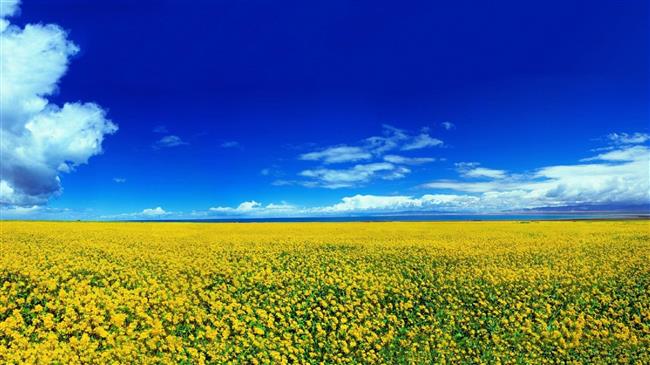 Συμβολαιακή γεωργία για Ελαιοκράμβη από τον Συνεταιρισμό ΘΕΣΓΗ