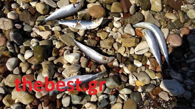 Νεκρές σαρδέλες γέμισε η παραλία Πατρών 