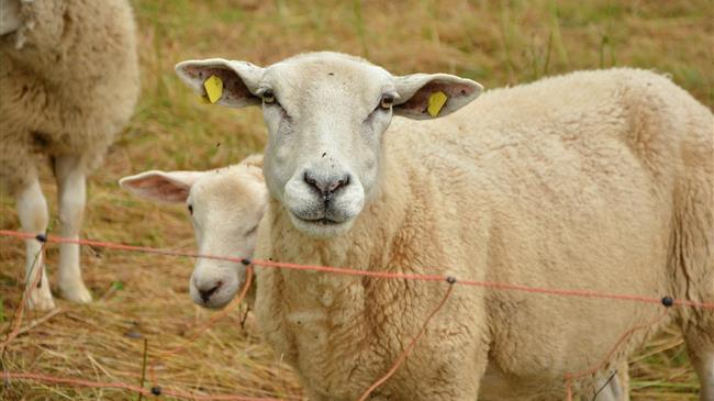 Εντοπίσθηκε κρούσμα ευλογιάς σε εκτροφή προβάτων