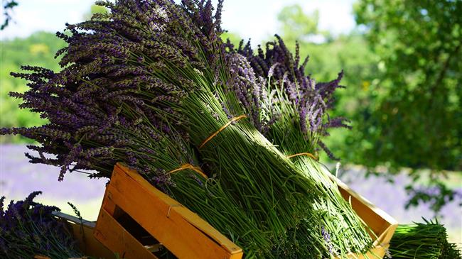 1η Πανελλήνια Έκθεση Αρωματικών και Φαρμακευτικών Φυτών