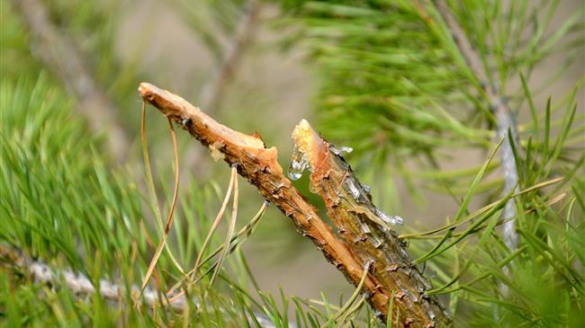 Μέχρι 29 Απριλίου οι αιτήσεις για το ειδικό πρόγραμμα απασχόλησης ρητινεργατών
