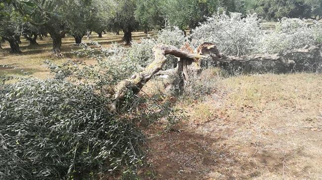 «Χωρίς χρονοδιάγραμμα οι αποζημιώσεις για τη Χαλκιδική μετά τα ακραία καιρικά φαινόμενα του Ιουλίου»