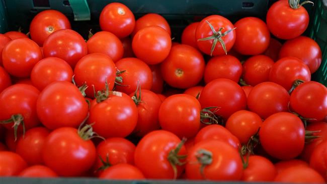 Σφάλμα στα στοιχεία για ντομάτες Μαρόκου αναστάτωσε αγρότες στην ΕΕ