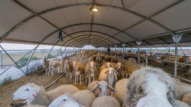 Μέσα Ιουλίου οι αποζημιώσεις στους πλημμυροπαθείς κτηνοτρόφους της Θεσσαλίας.