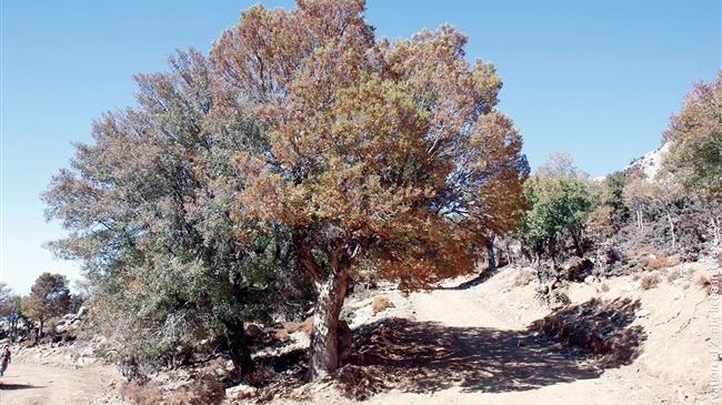 Διατήρηση του πανάρχαιου δέντρου της Αμπελιτσιάς