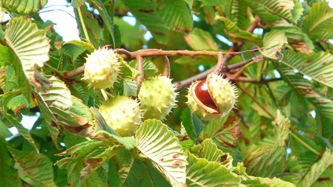 Αποζημιώνονται οι ζημιές στα κάστανα σε Πήλιο και Αγιά με τις διαδικασίες του ΕΛΓΑ