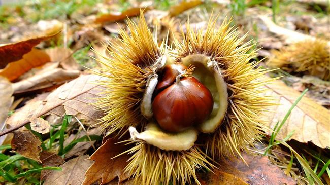 Υπεγράφη η ΚΥΑ για de minimis σε καστανοπαραγωγούς και ελαιοπαραγωγούς