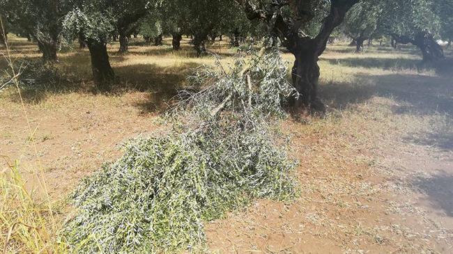 Καταστροφές σε παραγωγές