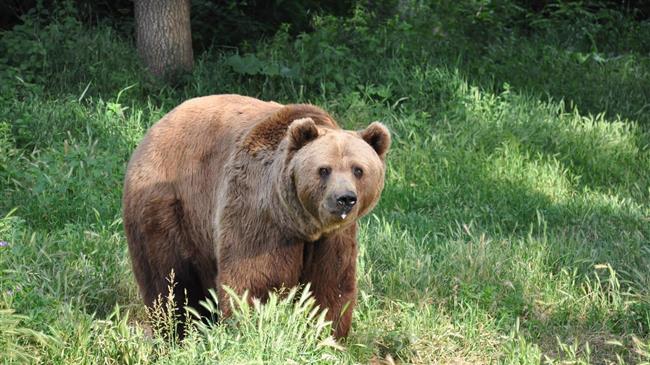 Νεκρές τρεις αρκούδες από πυροβολισμούς στη Φλώρινα