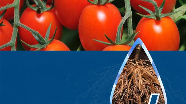 H Bayer υποστηρίζει τους παραγωγούς με μία ευρεία γκάμα ολοκληρωμένων αγρονομικών λύσεων