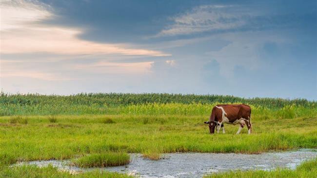 Λιβαδοπονικό συνέδριο στη Λάρισα