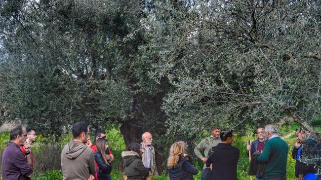 «Παγκόσμια ημέρα ελιάς και ελαιόλαδου»