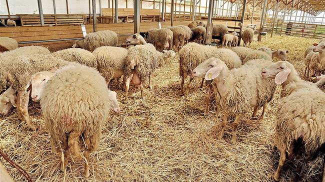 Δόθηκε παράταση  στις αιτήσεις για τις σταβλικές εγκαταστάσεις