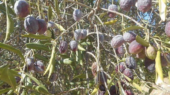 Πελοπόννησος: Καύσωνες και ανομβρία έχουν επηρεάσει πάνω από το 95% των ελαιώνων