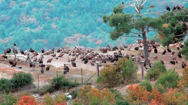 Ευρωπαϊκή Γιορτή Πουλιών στο Δέλτα του Έβρου
