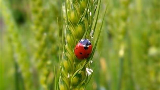 Bringing together Agriculture and Biodiversity