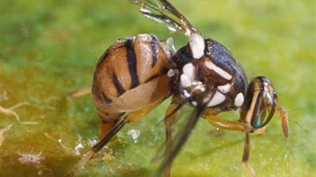 Προστασία μελισσών: Τι προβλέπει η συμφωνία των ευρωπαίων υπουργών Γεωργίας