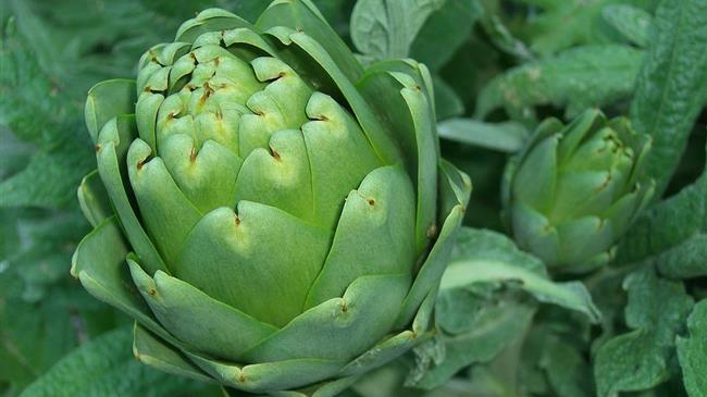 Η Αγκινάρα Ιρίων αναγνωρίστηκε ως το 107ο ελληνικό ΠΟΠ/ΠΓΕ προϊόν