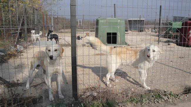 Στ. Αραχωβίτης: για την κατάσταση των κυνοκομείων