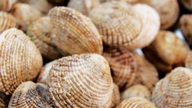 Τους έπιασαν με 2 τόνους ακατάλληλα όστρακα 