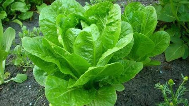 Η τεχνολογία στην υπηρεσία της αγροτικής παραγωγής