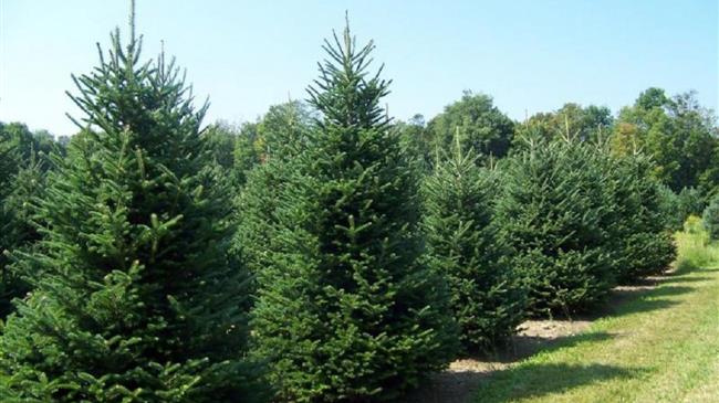 Εκδόθηκε η ΥΑ για την απόληψη και εμπορία δενδρυλλίων για τη φετινή χριστουγεννιάτικη περίοδο