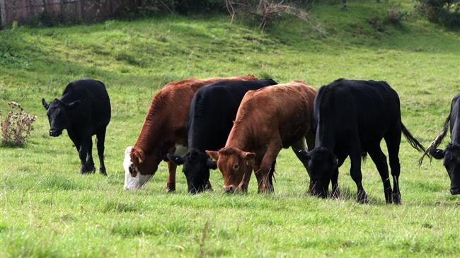 Ενημέρωση Κτηνοτρόφων για την κατανομή επιλέξιμων βοσκοτόπων έτους 2019