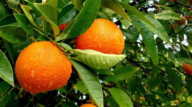 Υποχωρεί η παραγωγή πορτοκαλιών στην Ε.Ε.