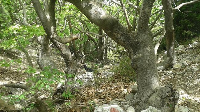 Ασθένεια του μεταχρωματικού έλκους που προκαλείται από το μύκητα Ceratosystis platani 