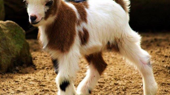 Πληρωμή των δικαιούχων για τις Αυτόχθονες Φυλές 